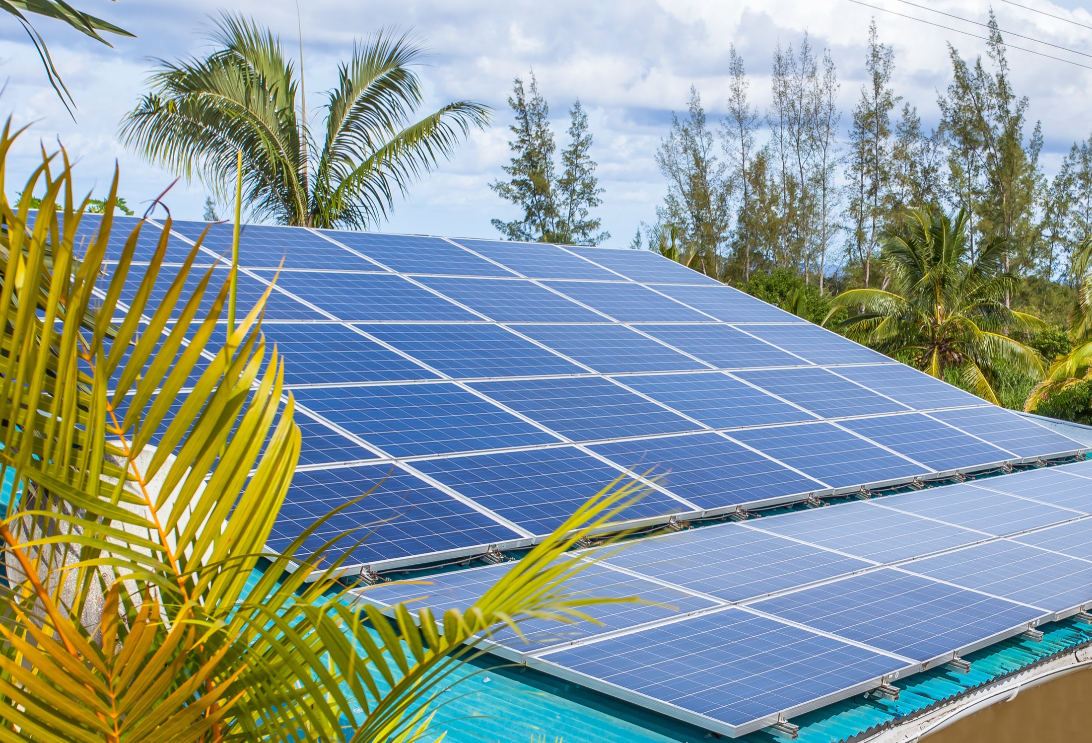 Rooftop solar array beside palm trees on an institutional campus